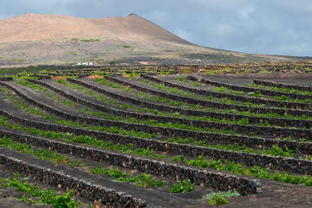 A vineyard in Lanzarote growing on volcanic soil.の写真素材