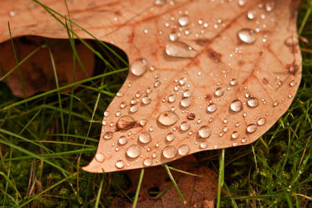 A leaf on the grass with water droplets - closeup.の写真素材