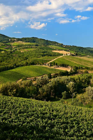Hill vineyards at Chianti, Tuscany.の写真素材