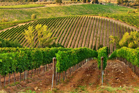 A vineyard hills at Chianti, Tuscany.の写真素材