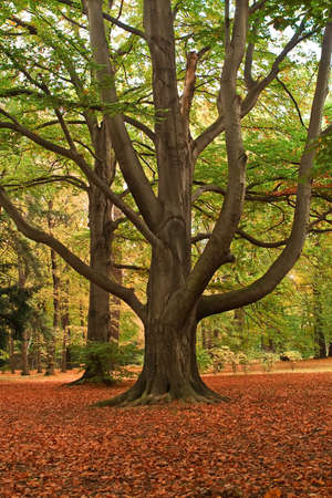 A big tree in park, autumn time.の写真素材