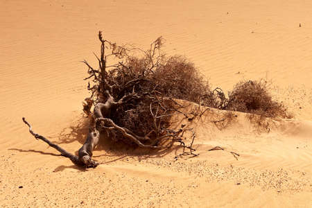 Dry wood root laying on a desert sand.の写真素材