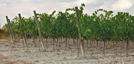 Grape plants at vineyard closeup view, Montalcino Italy.の写真素材