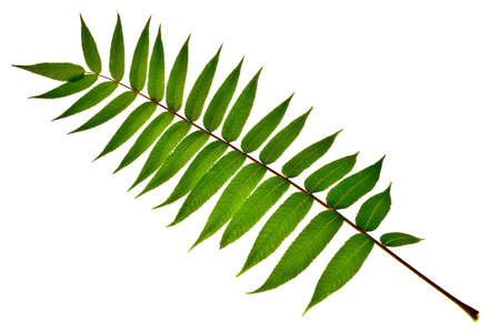Big leaf isolated over white background.の写真素材