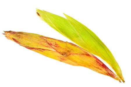 Corncob in husk isolated over white background.の写真素材