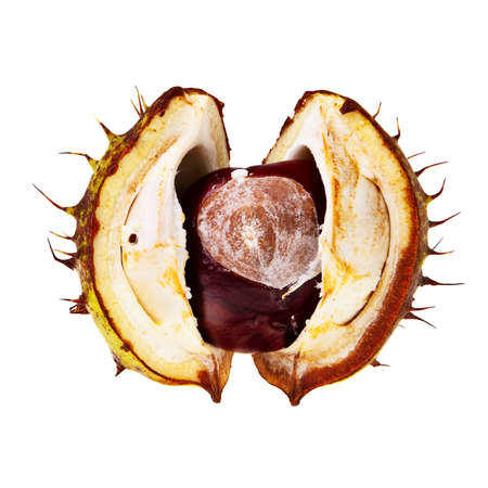 Chestnut in open husk isolated over white background.の写真素材
