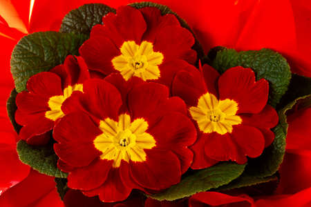 Bunch of yellow and red spring flowers.の写真素材