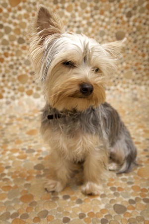puppy Yorkshire Terrierの写真素材