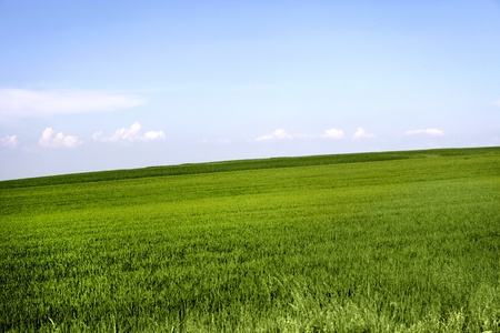 field of grass and perfect skyの写真素材