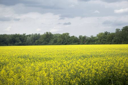 Beautiful summer horizontal landscape
