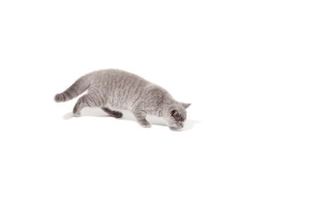 Portrait of angry British short-hair cat on a white backgroundの写真素材