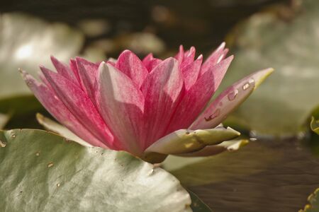 waterlelie, water lilyの写真素材