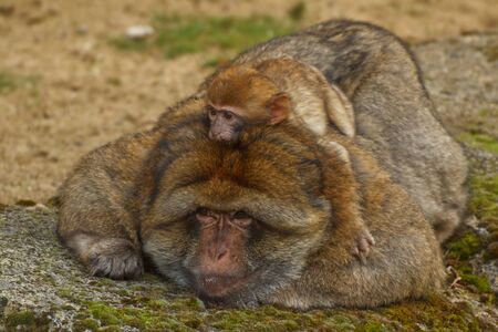 Monkey with babyの写真素材