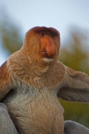 monkey with a big noseの写真素材