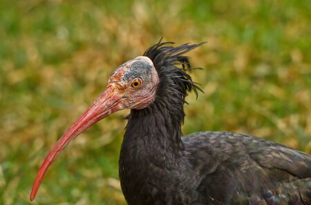 waldrapp Ibisの写真素材