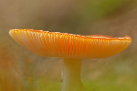 mushroomの写真素材