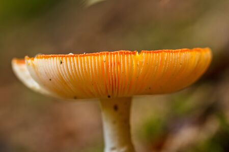 Mushroomの写真素材