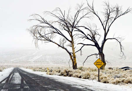 Light snow covers a rural  road and cattle range in Californiaの写真素材