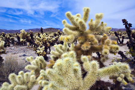 Chollo Cacti in Joshua Tree National Park near Palm Springs, CAの写真素材