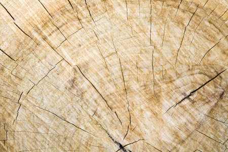Wood grain and cracks on crosscut logの写真素材