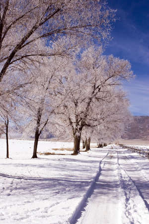 Snowy rural dirt road in the White Mountains of Californiaの写真素材
