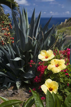 Yellow hibiscus blossoms in a Maui garden overlooing the seaの写真素材