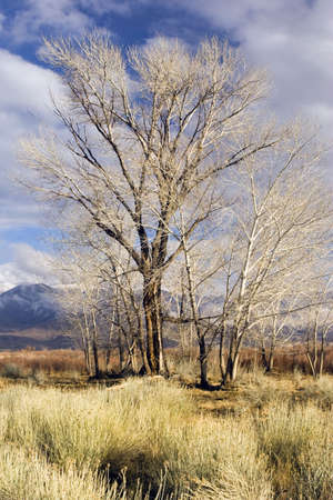 Grove of leafless trees take on a golden hue in  afternoon sun の写真素材