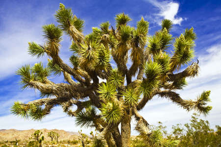 Joshua Tree in national park near Palm Springs, CAの写真素材