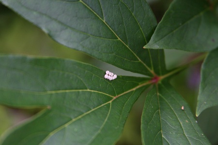 Larvae on a green leaf in the garden.の素材