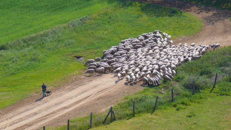 Sheep and shepherdの写真素材