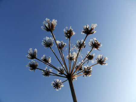 Frozen weedの写真素材