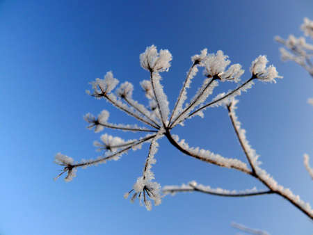 Frozen weed 2の写真素材