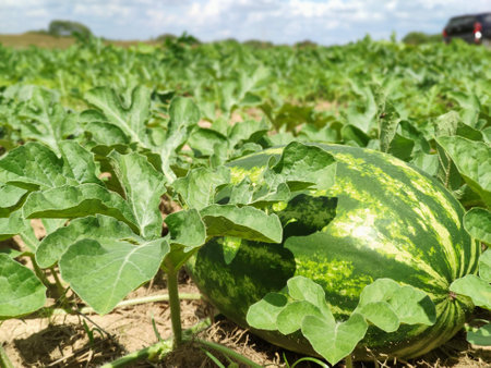 Watermelons growing in a field on a sunny summer day.の写真素材