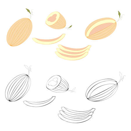 An outline vector illustration of melons set of melons isolated on transparent background. Designed in yellowish, pink, orange, black and white colors as a coloring book pageのイラスト素材