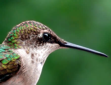    female rubythroat very close up                            の写真素材
