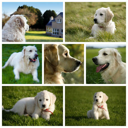 Composition of a Golden Retriever Labrador Dogの写真素材