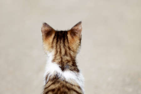 A young cat seating down and looking away