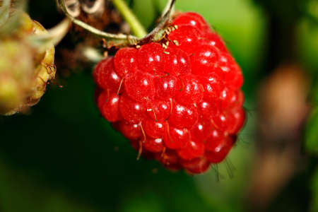 A close-up picture of a juicy raspberry on a green background