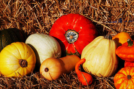 A composition of pumpkins and summer and winter squashesの写真素材