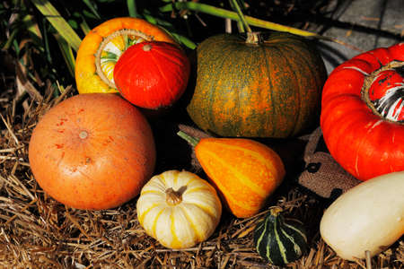 A composition of pumpkins and summer and winter squashesの写真素材