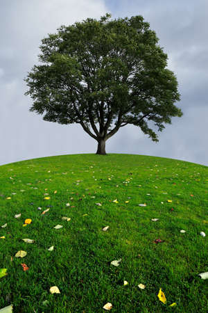 A lone tree on a top of a green hill on a cloudy day