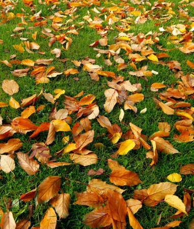 Fallen autumn leafs laying on a grassの写真素材