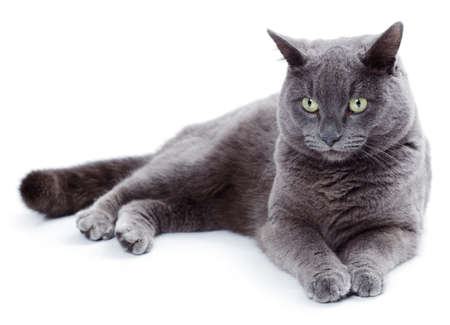 Green eyed Maltese cat also known as the British Blue on a white backgroundの写真素材