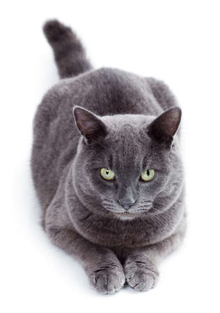 Green eyed Maltese cat also known as the British Blue on a white backgroundの写真素材