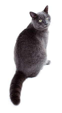Green eyed Maltese cat also known as the British Blue on a white backgroundの写真素材
