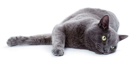 Green eyed Maltese cat also known as the British Blue on a white backgroundの写真素材