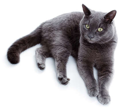Green eyed Maltese cat also known as the British Blue on a white backgroundの写真素材