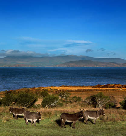 Donkeys graze on a field in County Kerry, Ireland  The Dingle Peninsula is visible in the background の写真素材