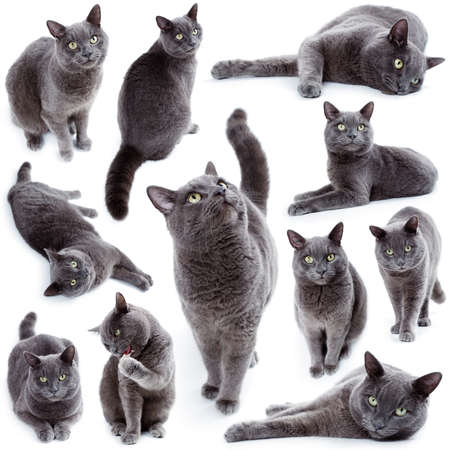 Compilation of green eyed Maltese cat also known as the British Blue on a white backgroundの写真素材