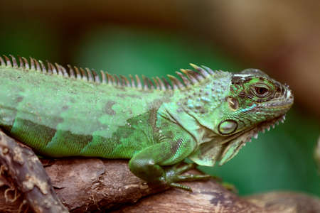 Green Iguana on a branch of treeの写真素材